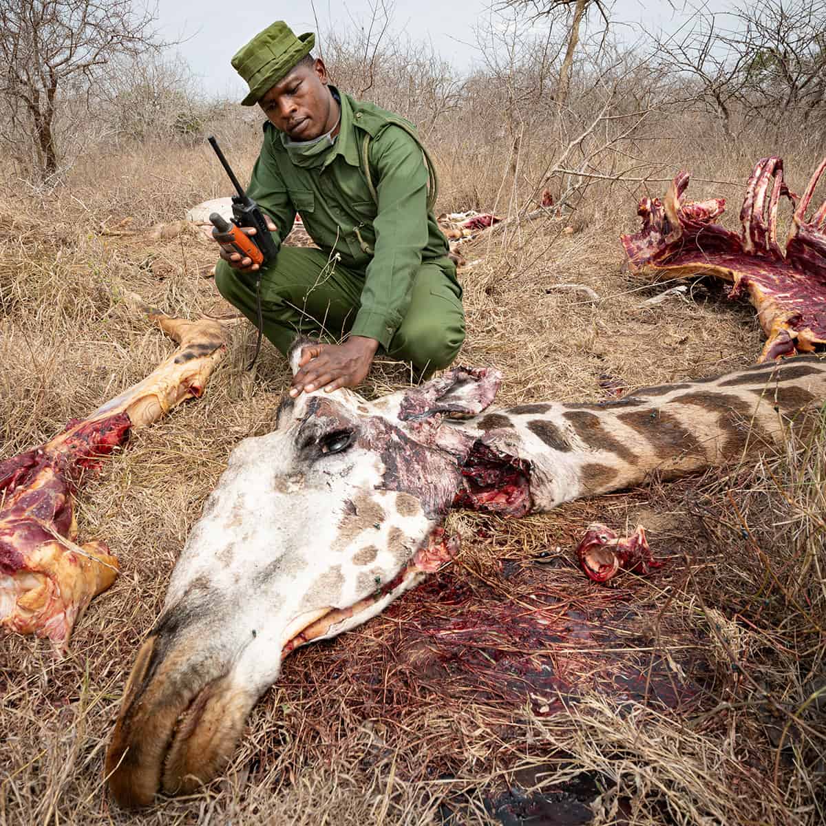 Covid hunger - Kenyans forced to hunt giraffe for food