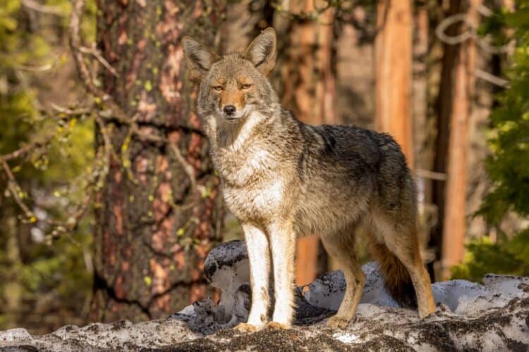 Coyotes need humane, scientific solutions to potential conflicts