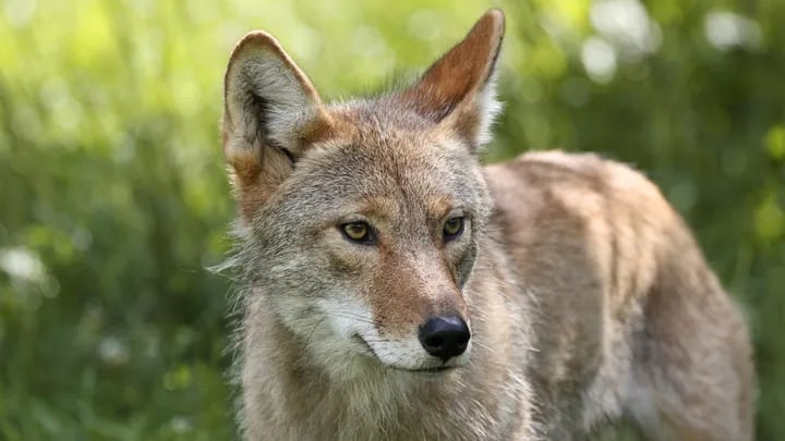 The Arizona Game and Fish Department warned the public that three coyote attacks have occurred in the Phoenix area since Saturday. (iStock)