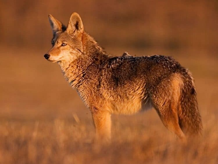 In attempting to reduce coyote populations, Kansas hunters are causing them to reproduce at an even faster rate
