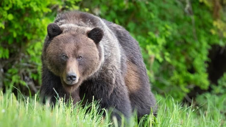 Grizzly bears can be identified by their distinctive shoulder hump (Image credit: Getty)