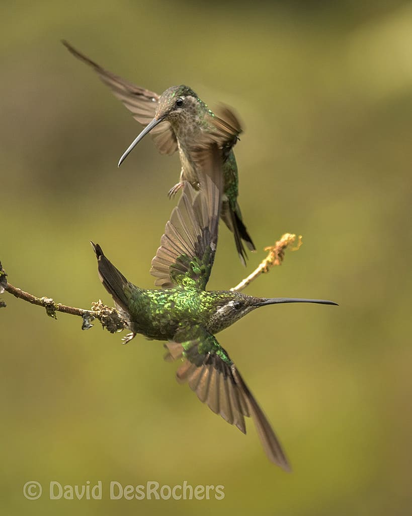 Female Magnificent Hummingbirds
