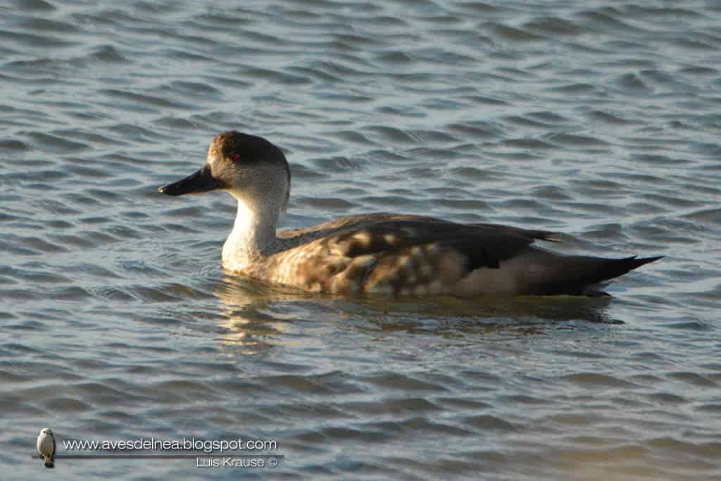 Crested Duck Lophonetta specularioides