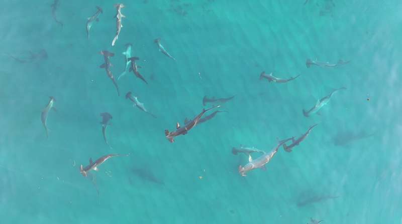 From our drones, we could watch as the scalloped hammerheads grouped together each month. Author provided, CC BY-ND
