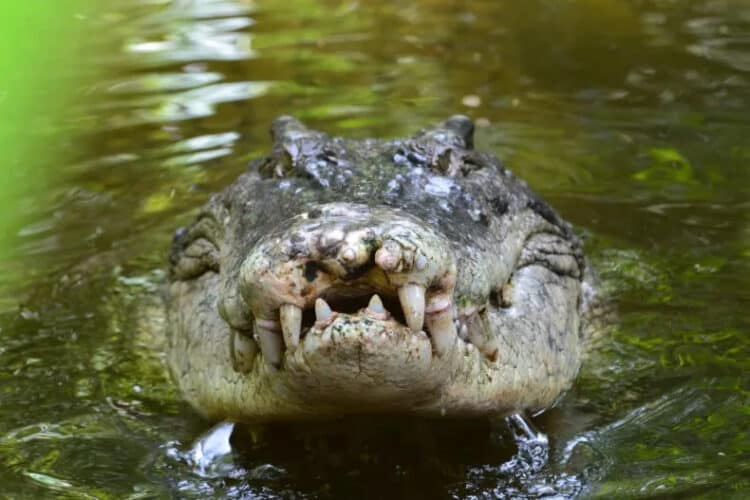 Stock image of a salt water crocodile showing its teeth in Queensland, Australia. Two soldiers have sued the country's Defense Department after getting attacked by a crocodile in 2021. ISTOCK / GETTY IMAGES PLUS