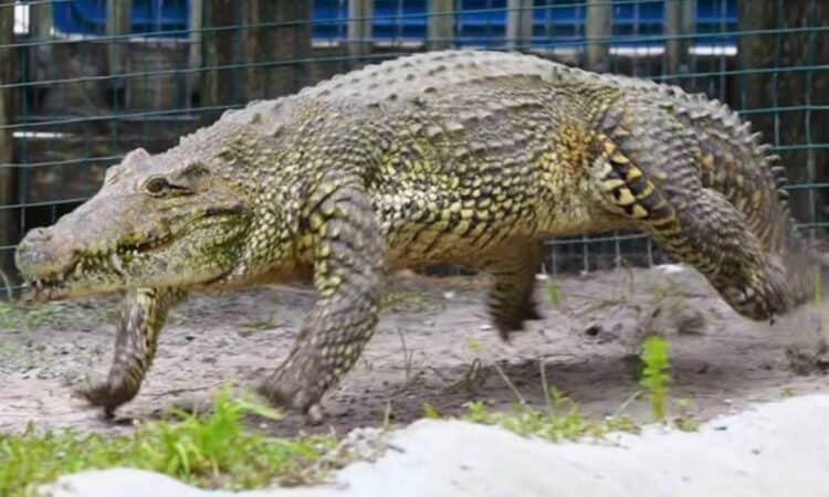 A Cuban Crocodile Gallops Like a Horse in Pursuit of a Man in a Florida Theme Park