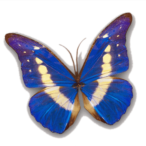 Focusing on Wildlife