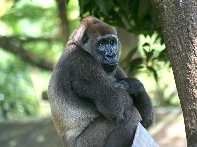 A Race Against Time to Save the Most Endangered Gorillas In The World