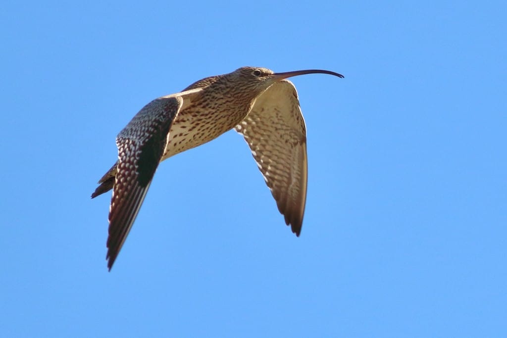 Eurasian Curlew in Flight