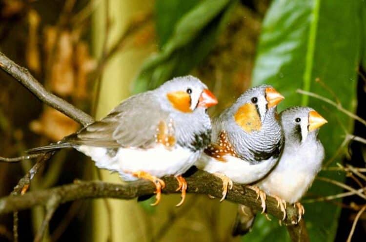 A photo of three zebra finches perching on a branch. Credit: Wikimedia Commons, CC BY 2.5 DEED
