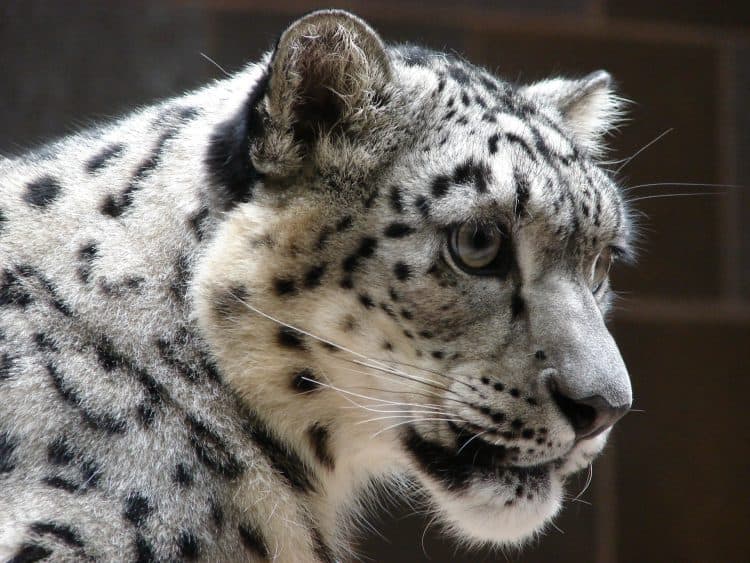 Three Snow Leopards Die from Covid at Children’s Zoo