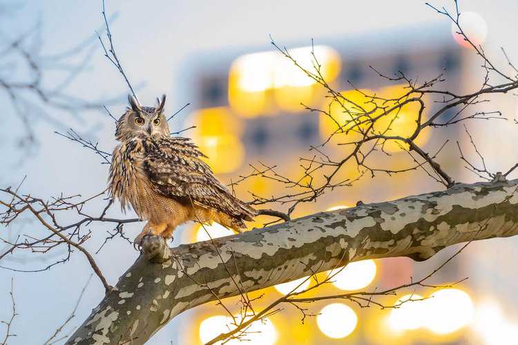 What Should Be Done About Flaco, the Eurasian Eagle-Owl Loose in New York?
