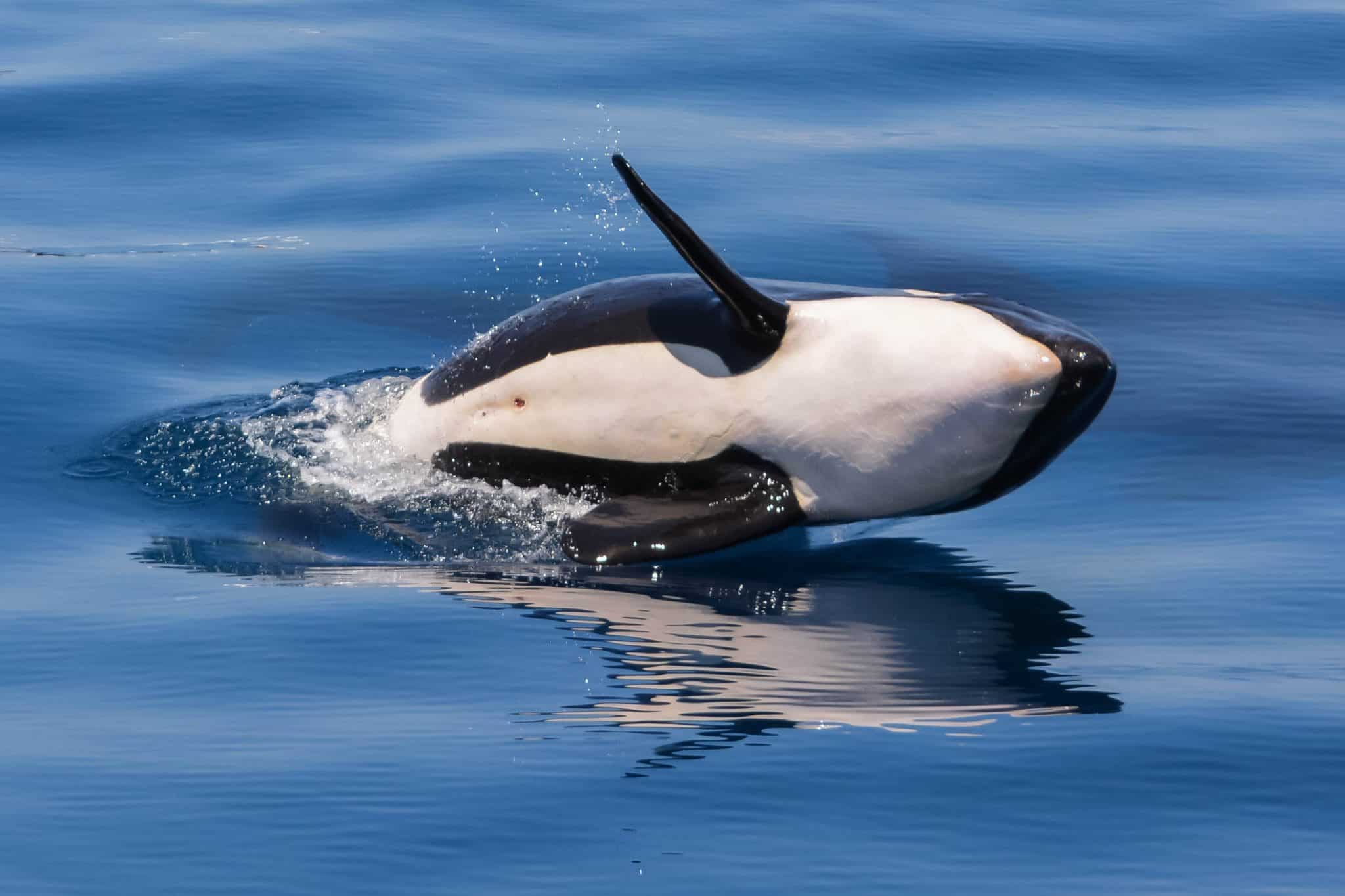 Dead Baby Orca Shows Harmful Chemical Levels