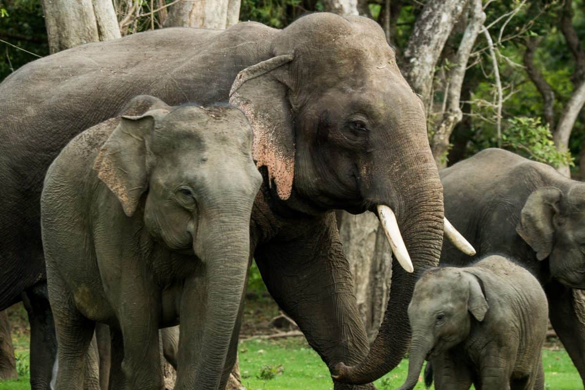 Death of a Sri Lankan icon highlights surge in elephant electrocutions