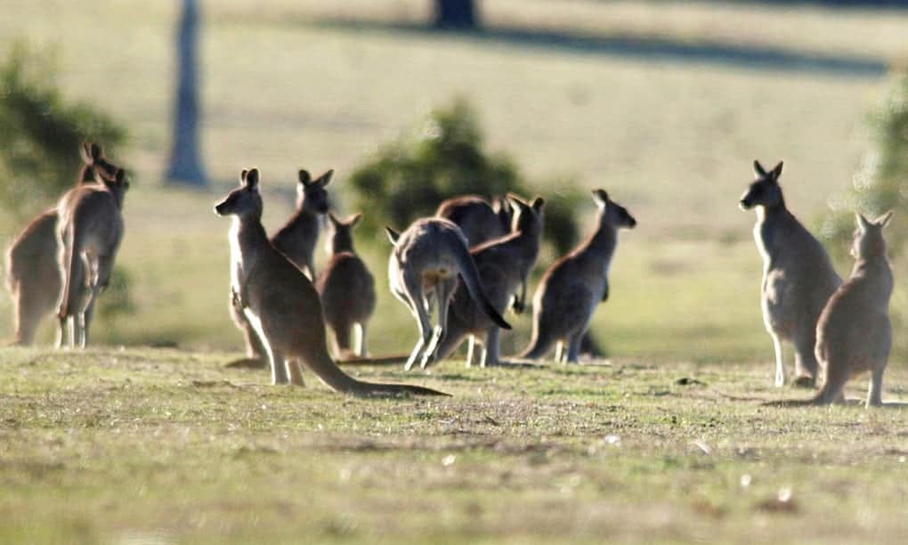 Debate over radical plan to farm kangaroos in Australia - Should it be legalized?