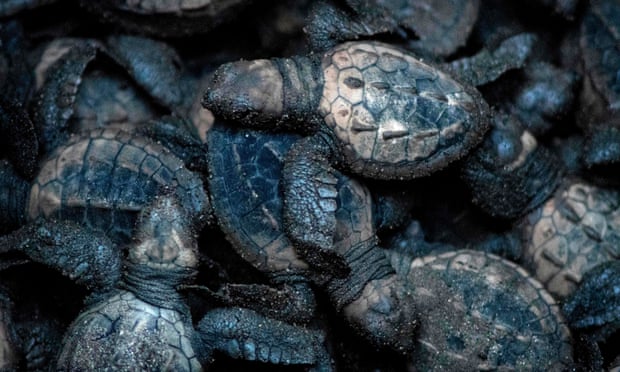 Decoy turtle eggs put in nests to track illegal trade in Costa Rica