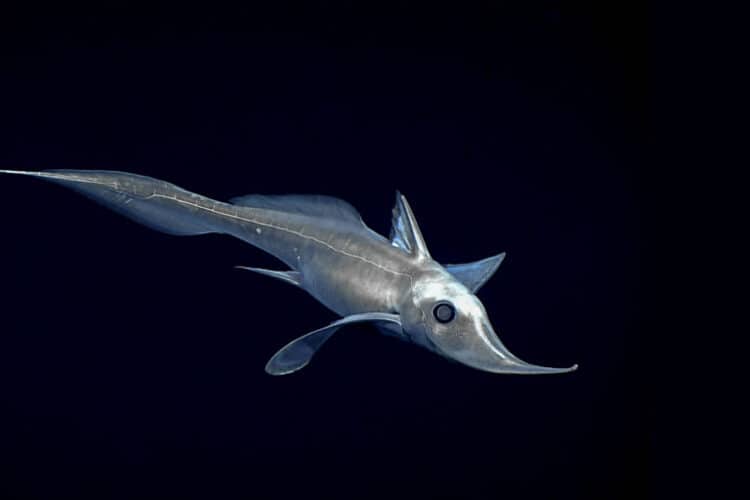 A deep-sea fish. Image by NOAA.