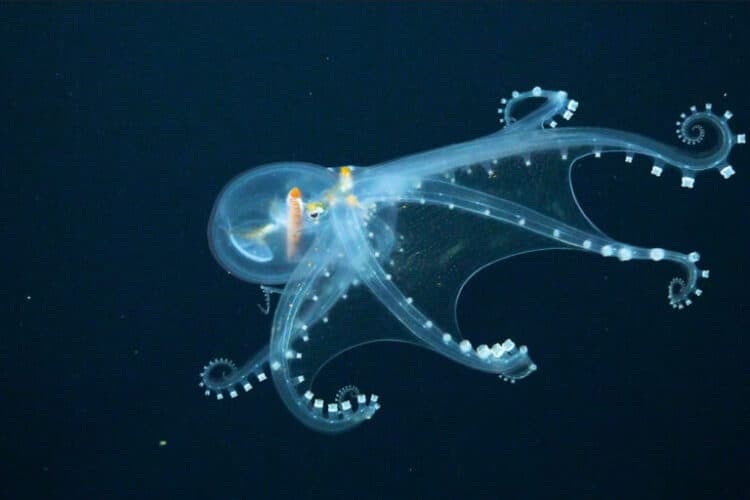 A glass octopus, a nearly transparent species whose only visible features are its optic nerve, eyeballs and digestive tract, sighted during the expedition. Image by Schmidt Ocean Institute (CC BY-NC-SA 4.0).