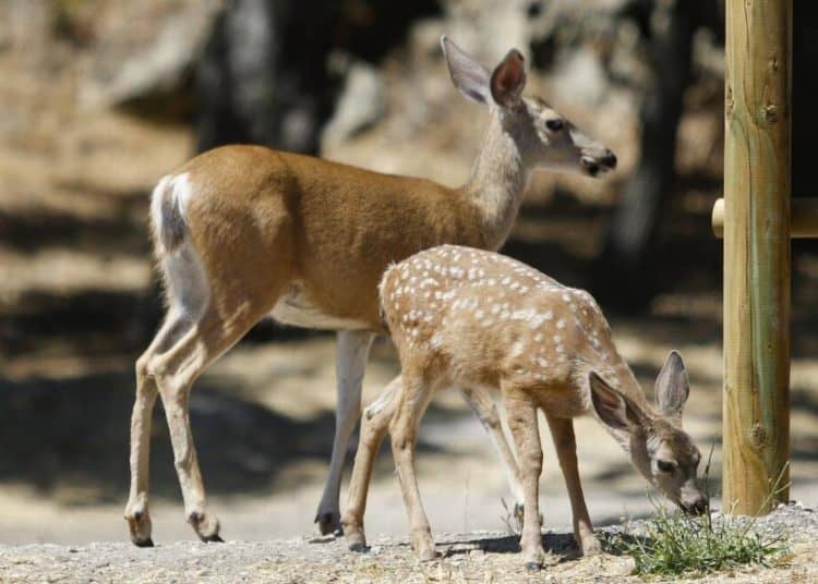 California game wardens used DNA evidence to prove man illegally killed eight deer