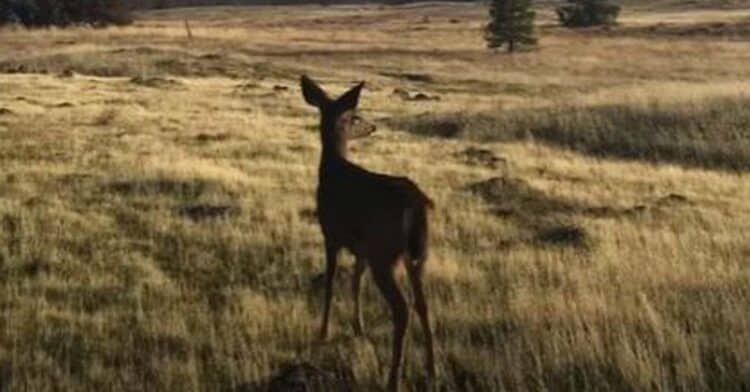 A Couple Found an Abandoned Fawn Who Led Them to a New Role as Deer Parents