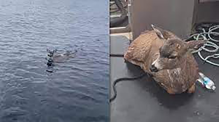 Two deer struggling in the Inside Passage's cold waters were saved by Alaska Wildlife Troopers. (Video courtesy Alaska State Troopers)