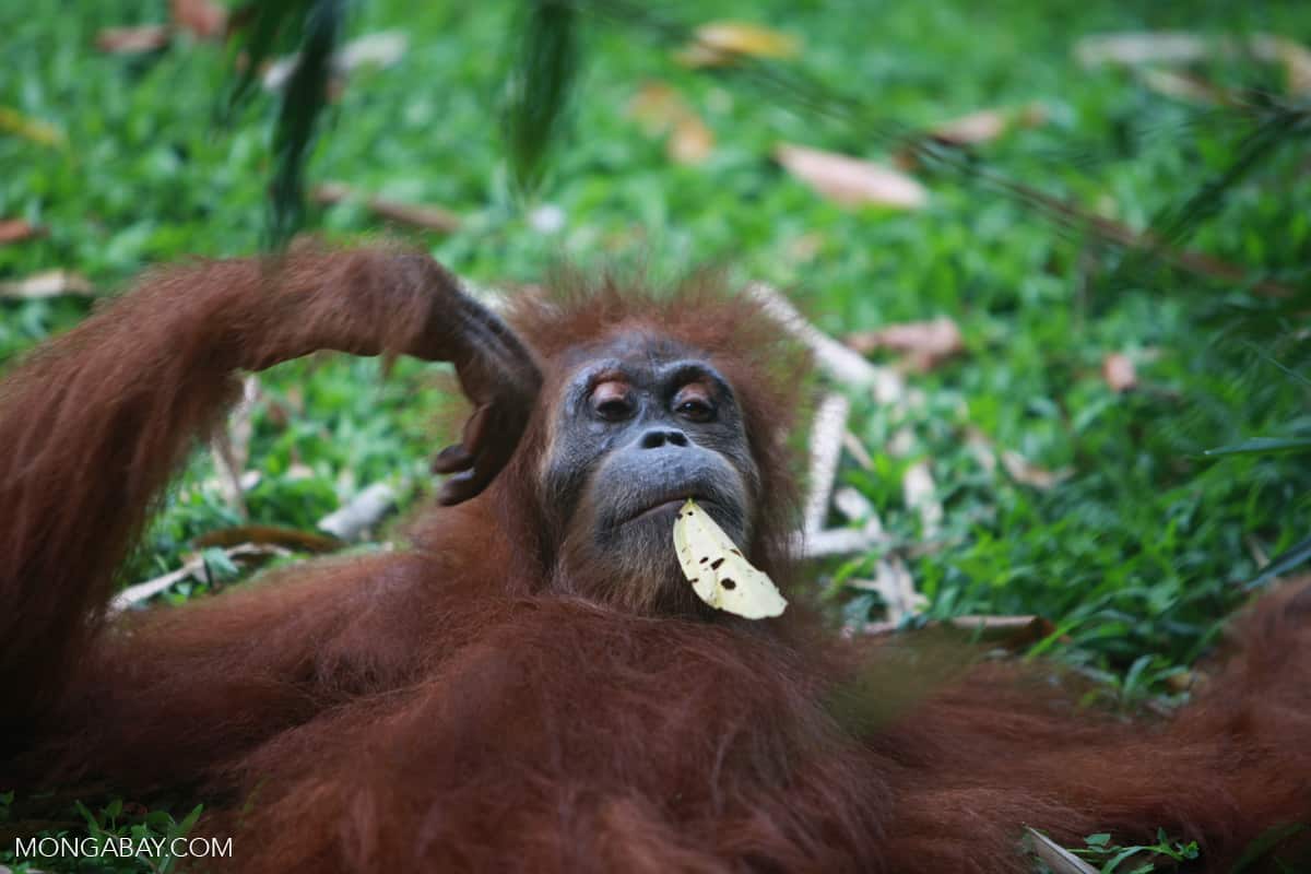 Deforestation of orangutan habitat feeds global palm oil demand, report shows