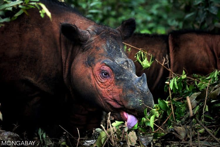 Development of third Sumatran rhino sanctuary advances to save species