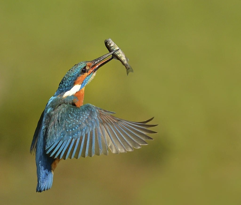 Kingfisher with Catch