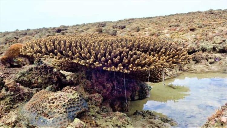 Protective mucous dripping off a coral colony exposed at low tide at Beagle Reef. Credit: Zoe Richards