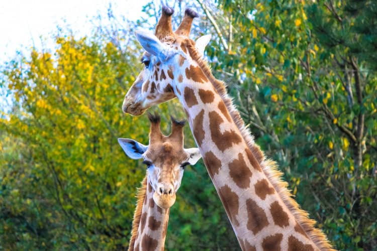 Does trophy hunting hurt giraffe populations? A planned lawsuit says it does
