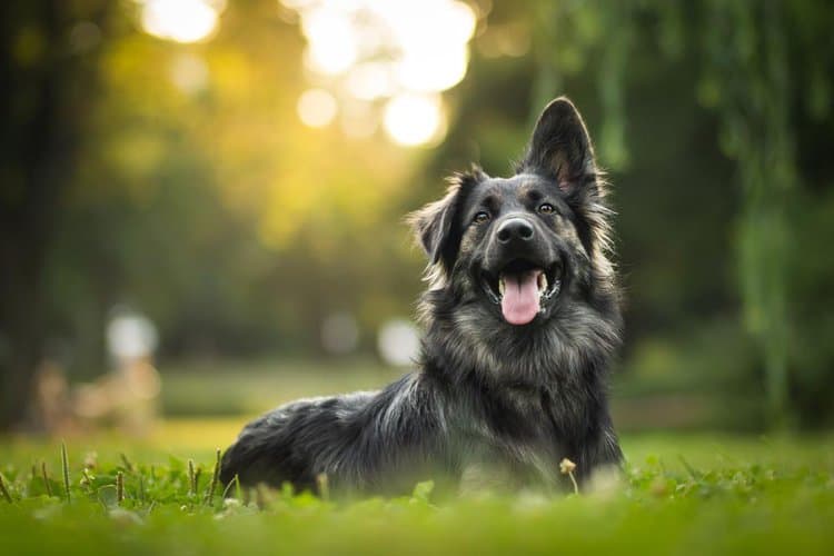 7 Ways to Keep Your Dog Safe While Outdoors