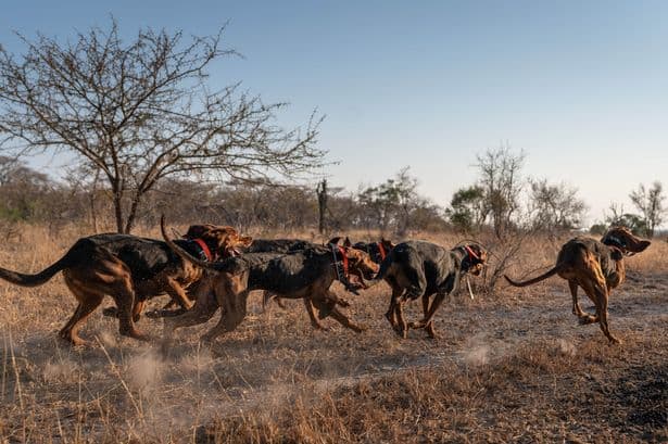 Dogs trained to protect wildlife have saved 45 rhinos from poachers in South Africa