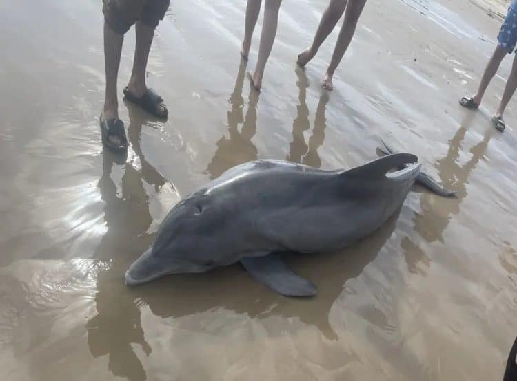 A dolphin stranded and surrounded on Quintana Beach. (Texas Marine Mammal Stranding Network)