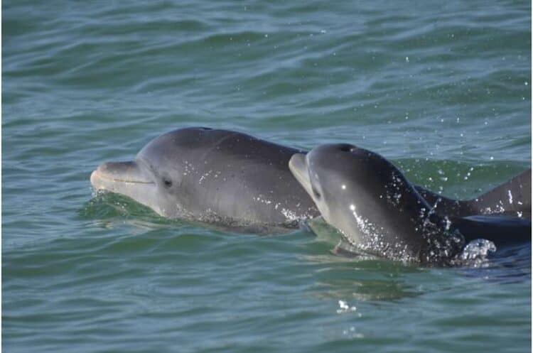 In this undated photo, bottlenose dolphins swim in open waters off Sarasota Bay, Florida. Photo taken under NMFS MMPA Permit No. 20455 issued to the Sarasota Dolphin Research Program. A new study has found that female bottlenose dolphins change how they vocalize when addressing their calves. Credit: Sarasota Dolphin Research Program via AP