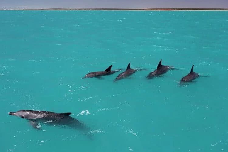 Four male dolphin allies and a female. Dr. Simon Allen