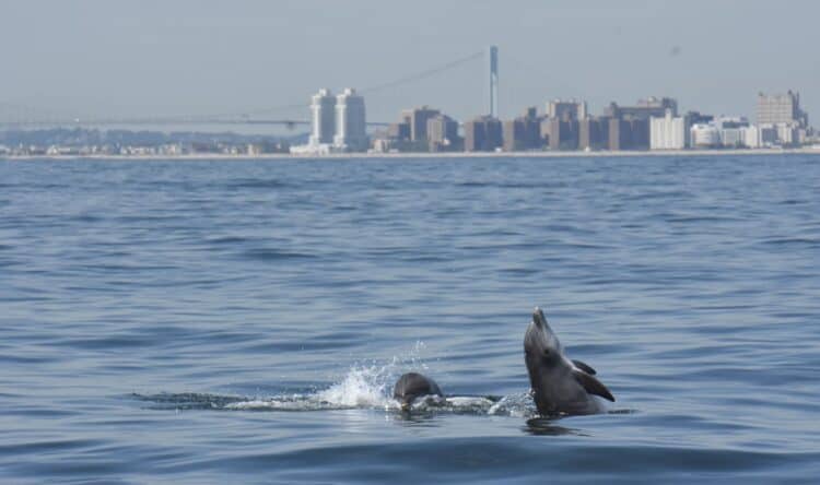 Bottlenose dolphins in New York Harbor. WCS / Ocean Giants / Image taken under NMFS MMPA / ESA Permit no. 18786-04