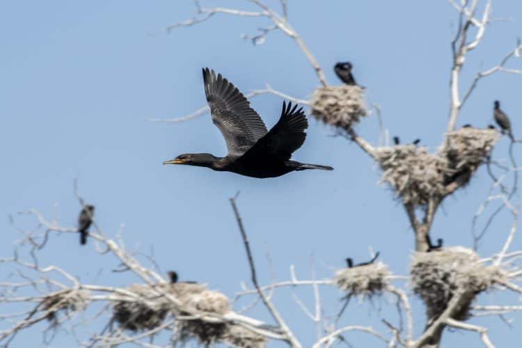 Double-crested Cormorant Fly Bye the Rookery