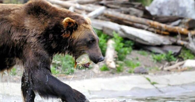 Idaho Fish and Game kills five grizzly bears in Island Park