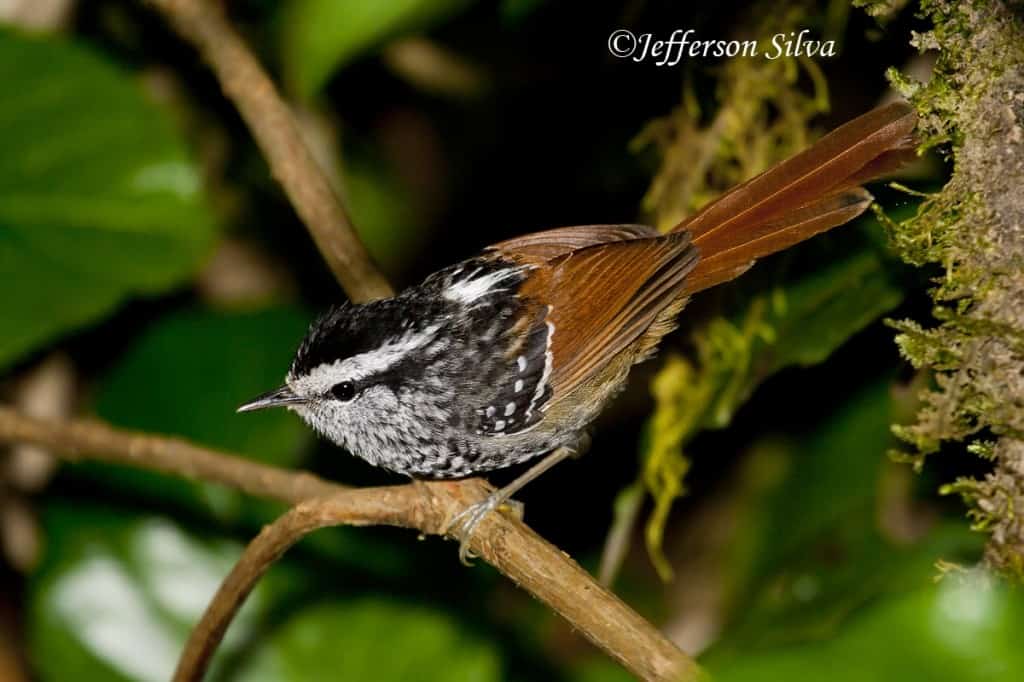 Rufous-tailed Antbird Drymophila genei