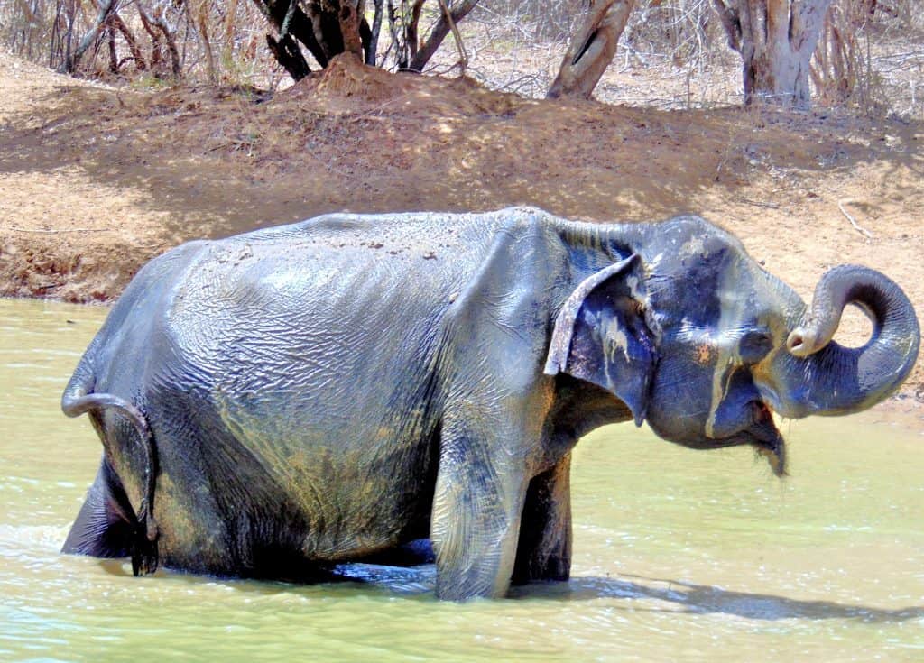 Wild Elephant at Mud Hole