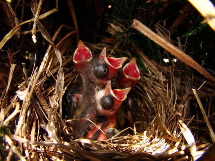 Hungry Song Sparrow Chicks