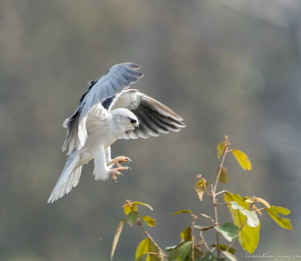 Black Shouldered Kite