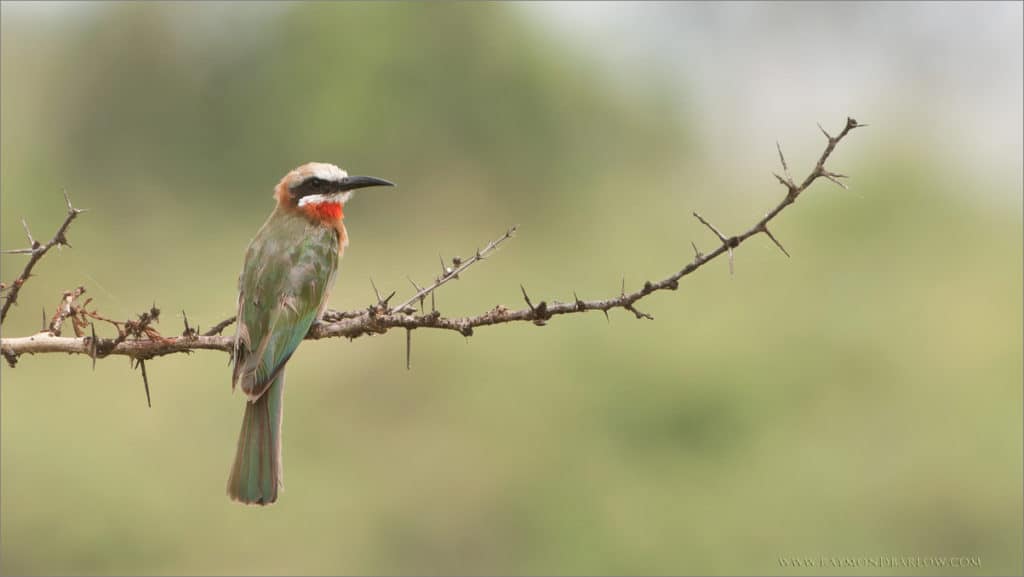 White-fonted Bee-eater
