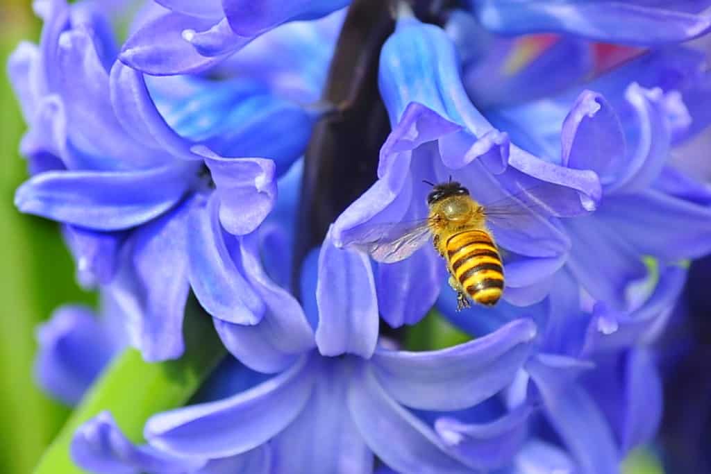 Honey Bee and Hyacinthus Orientalis