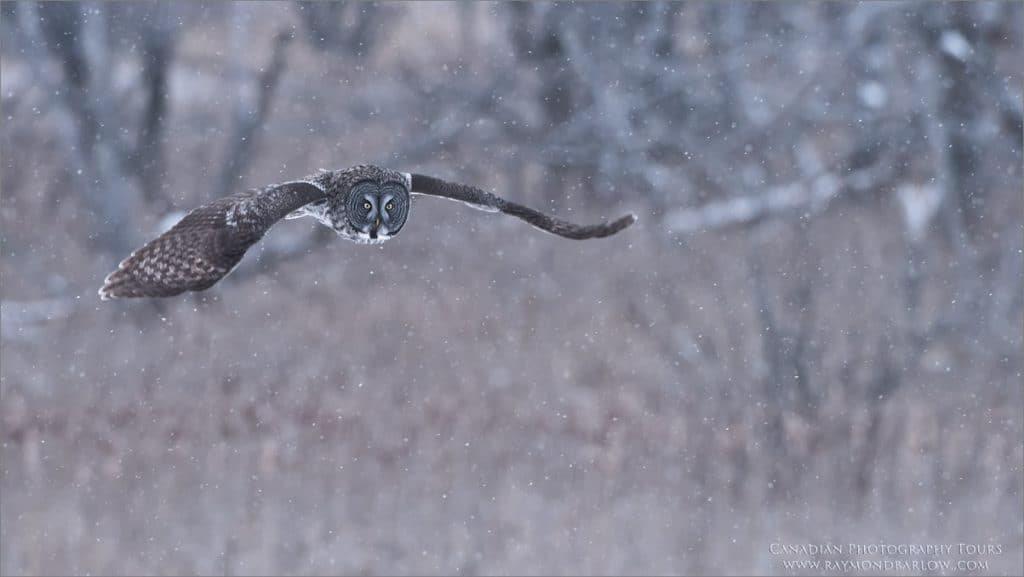Great Grey Owl Hunting for Real Food