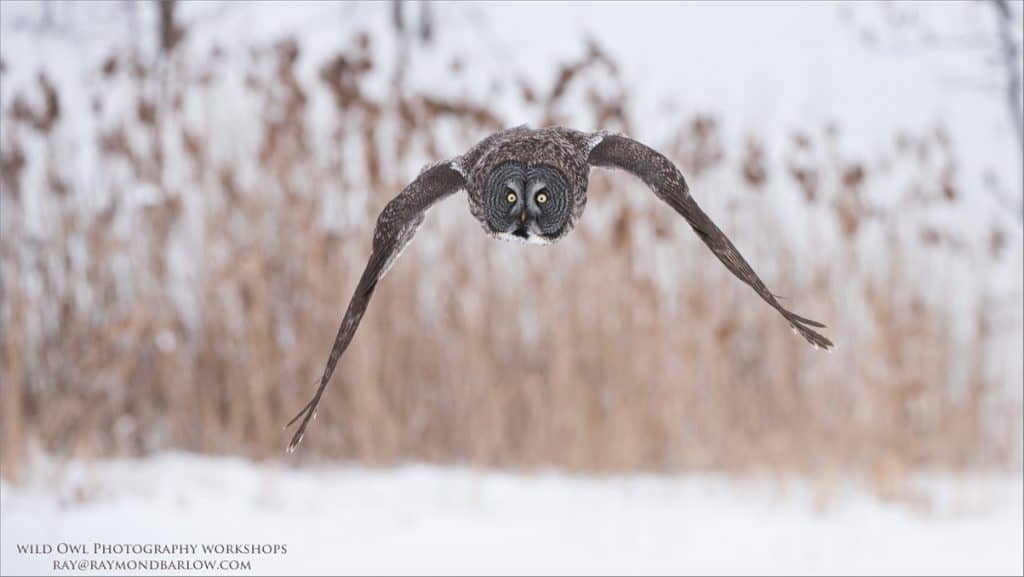 Great Grey Owl – No Bait