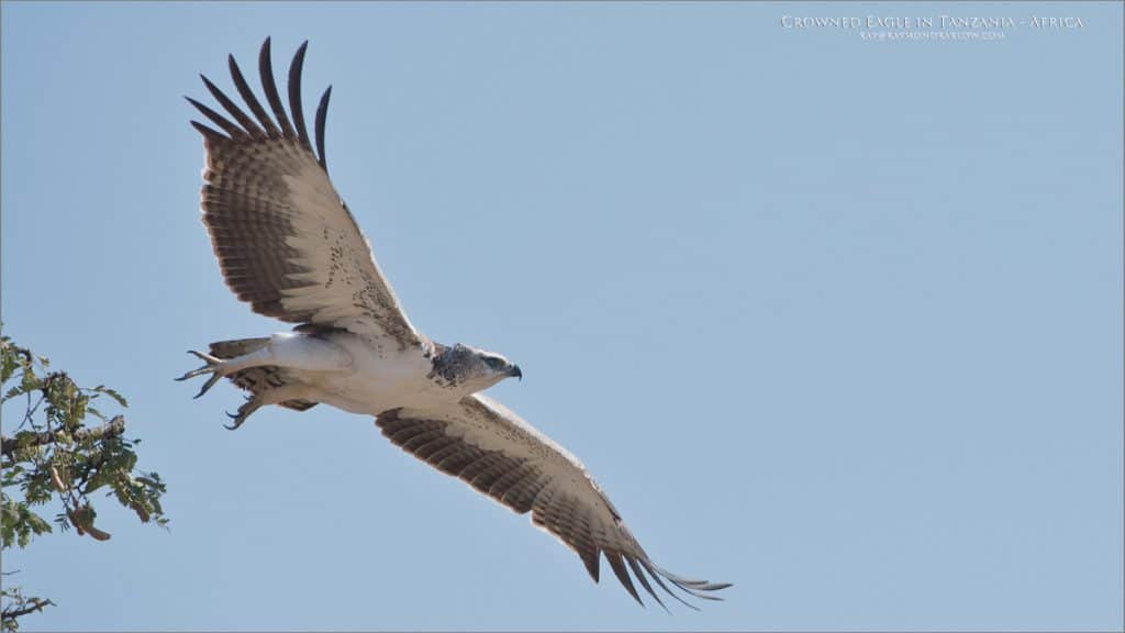 Juvenile Crowned Eagle – Tanzania Photo Tours
