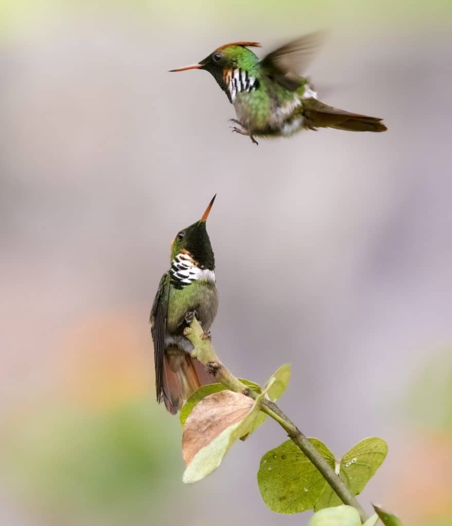 Frilled Coquette Fighting for Territory