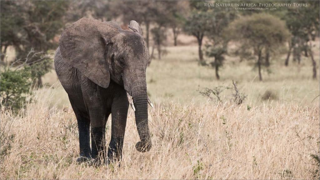 Tanzania Elephant