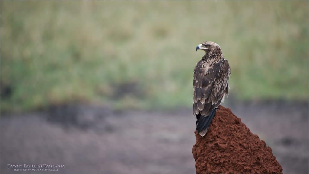 Tawny Eagle Hunting in Tanzania